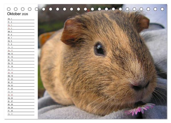 Produktbild: Meerschweinchen Niedliche Herzensbrecher (Tischkalender 2026 DIN A5 quer), CALVENDO Monatskalender