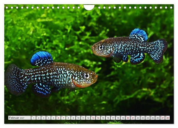 Produktbild: Outdoor-Aquaristik (Wandkalender 2027 DIN A4 quer), CALVENDO Monatskalender