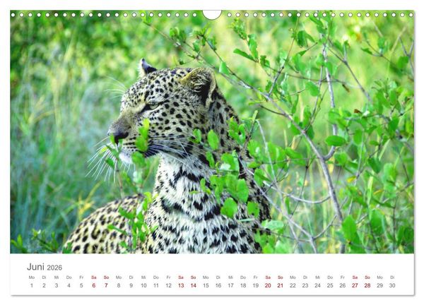 Produktbild: Safari / Afrika (Wandkalender 2026 DIN A3 quer), CALVENDO Monatskalender