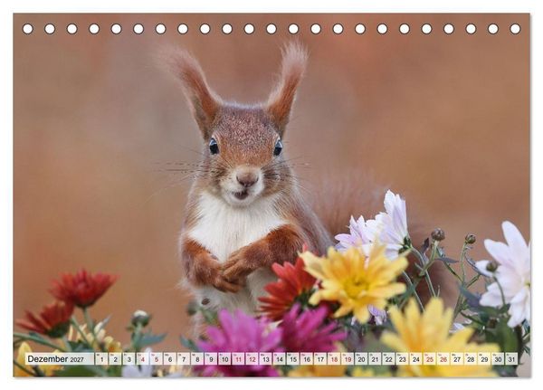 Produktbild: Eichh&ouml;rnchen - Kleine Fotomodelle mit gro&szlig;em Charme (Tischkalender 2027 DIN A5 quer), CALVENDO Monatskalender