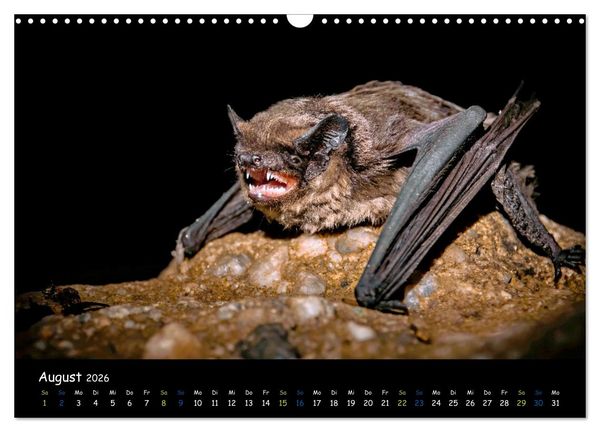 Produktbild: Flederm&auml;use - kleine Vampire (Wandkalender 2026 DIN A3 quer), CALVENDO Monatskalender