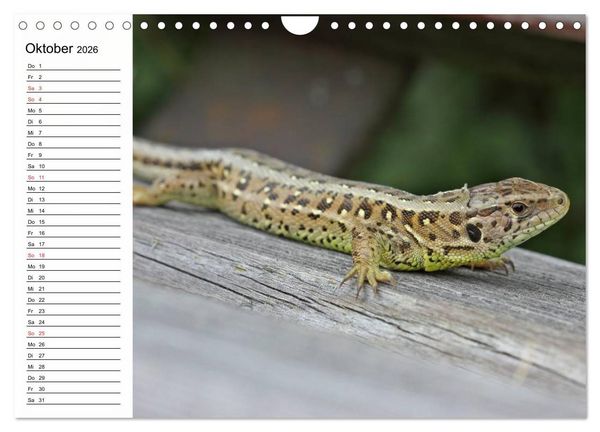 Produktbild: Amphibien und Reptilien (Wandkalender 2026 DIN A4 quer), CALVENDO Monatskalender