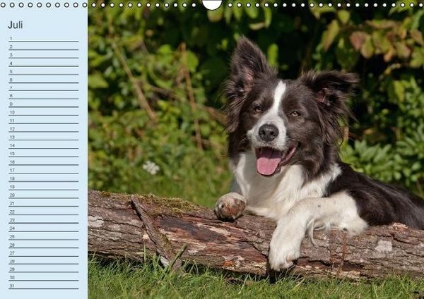 Produktbild: Der Border Collie Geburtstagskalender (Wandkalender immerw&auml;hrend DIN A3 quer)