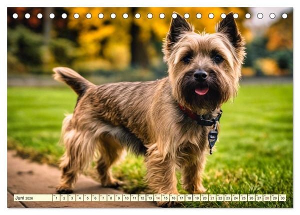Produktbild: Cairn Terrier - lustiges Raubein aus Schottland (Tischkalender 2026 DIN A5 quer), CALVENDO Monatskalender