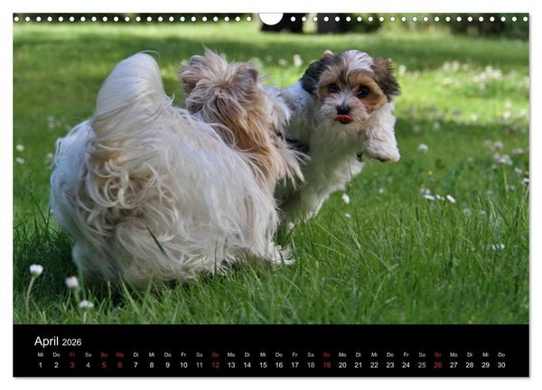 Produktbild: Mit dem Yorki durch das Jahr 2026 (Wandkalender 2026 DIN A3 quer), CALVENDO Monatskalender