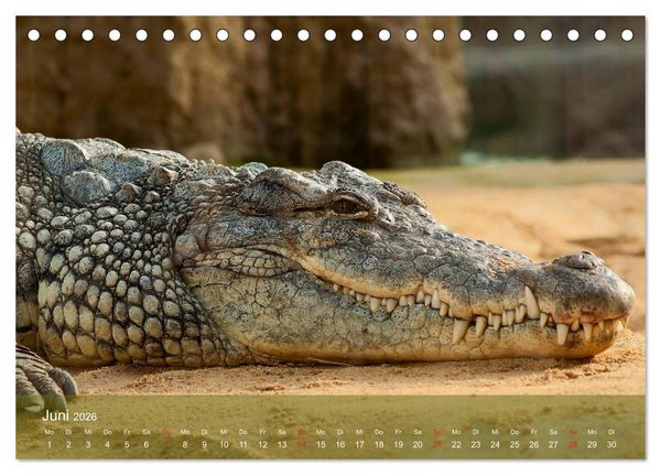 Produktbild: Alligatoren und Co. (Tischkalender 2026 DIN A5 quer), CALVENDO Monatskalender