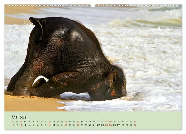 Produktbild: Elefanten. Badespa&szlig; am Strand (hochwertiger Premium Wandkalender 2026 DIN A2 quer), Kunstdruck in Hochglanz