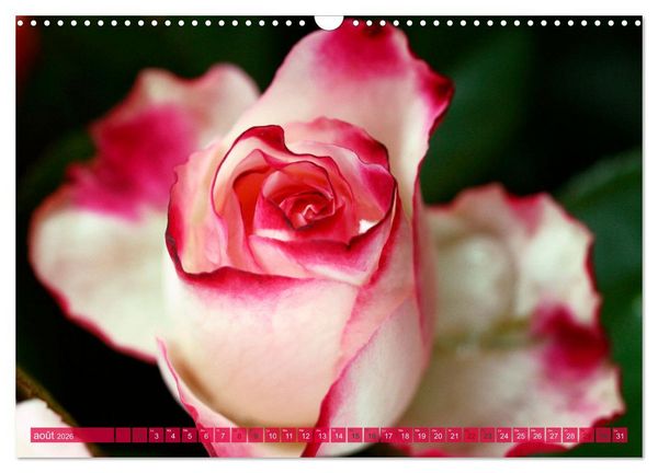 Produktbild: Le moment des roses (Calendrier mural 2026 DIN A3 vertical), CALVENDO calendrier mensuel