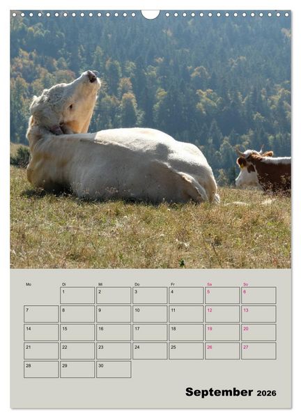 Produktbild: Kuhportraits Hornk&uuml;he (Wandkalender 2026 DIN A3 hoch), CALVENDO Monatskalender