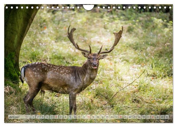 Produktbild: Emotionale Momente: Das Damwild. (Wandkalender 2027 DIN A4 quer), CALVENDO Monatskalender