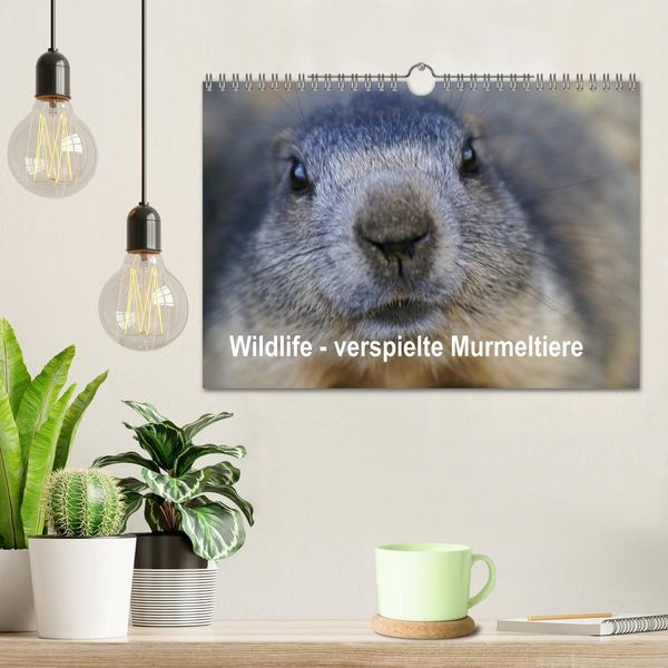 Produktbild: Wildlife - Verspielte Murmeltiere (Wandkalender 2026 DIN A4 quer), CALVENDO Monatskalender