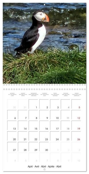 Produktbild: Puffin Pals (Wall Calendar 2026 12 &times; 12 Inch) CALVENDO 12 Month Wall Calendar