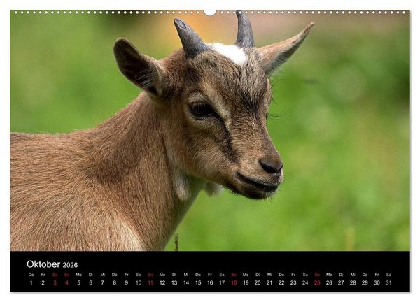 Produktbild: Zwergziegen (hochwertiger Premium Wandkalender 2026 DIN A2 quer), Kunstdruck in Hochglanz