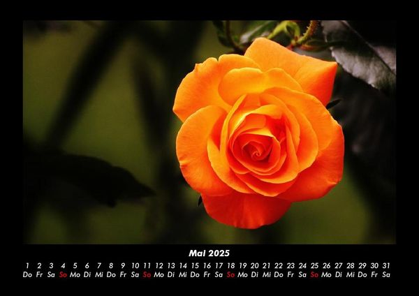 Produktbild: Rosen-Kalender 2025 Fotokalender DIN A3