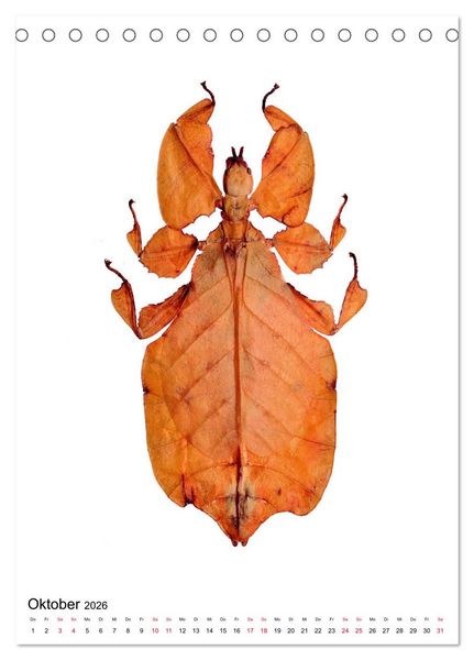 Produktbild: Die sch&ouml;nsten Insekten (Tischkalender 2026 DIN A5 hoch), CALVENDO Monatskalender