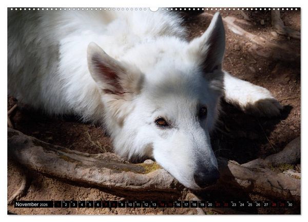 Produktbild: Wei&szlig;e Sch&auml;ferhunde in sch&ouml;nen Landschaften (hochwertiger Premium Wandkalender 2026 DIN A2 quer), Kunstdruck in Hochglanz