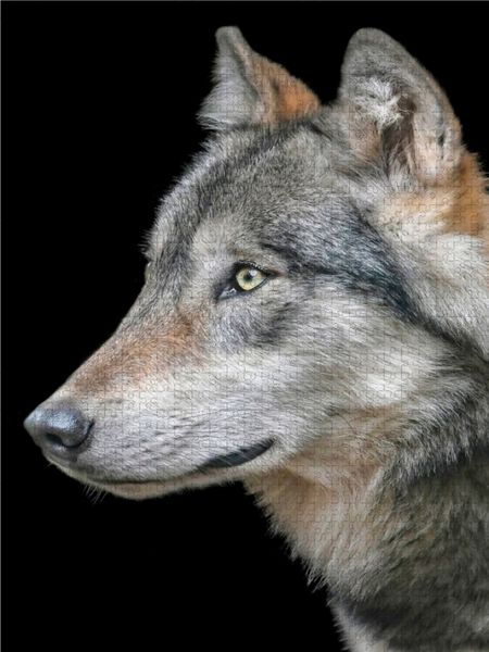 Produktbild: CALVENDO Puzzle Wolf 1000 Teile Lege-Gr&ouml;&szlig;e 480 x 640 cm Foto-Puzzle Bild von Peter Roder