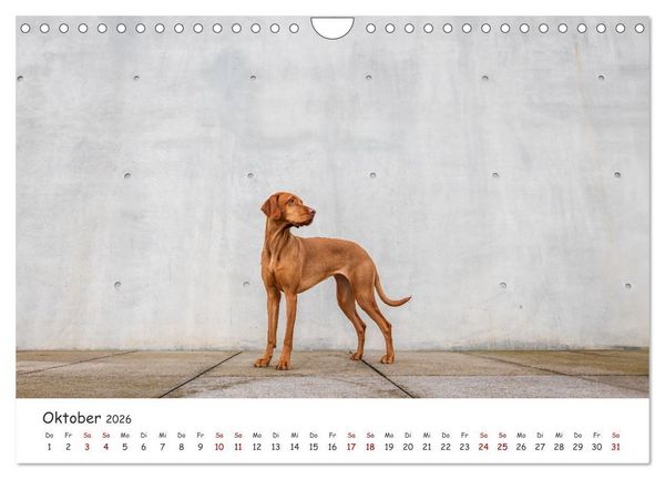 Produktbild: Berlin City Dogs - Berliner Hunde (Wandkalender 2026 DIN A4 quer), CALVENDO Monatskalender
