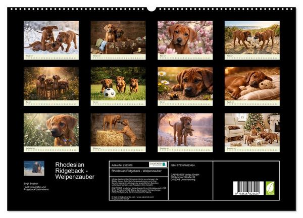 Produktbild: Rhodesian Ridgeback - Welpenzauber (hochwertiger Premium Wandkalender 2027 DIN A2 quer), Kunstdruck in Hochglanz
