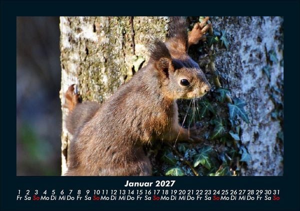 Produktbild: Waldbewohner 2027 Fotokalender DIN A5