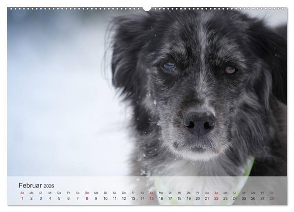 Produktbild: Hunde 2026 - Treue Begleiter (Wandkalender 2026 DIN A2 quer), CALVENDO Monatskalender