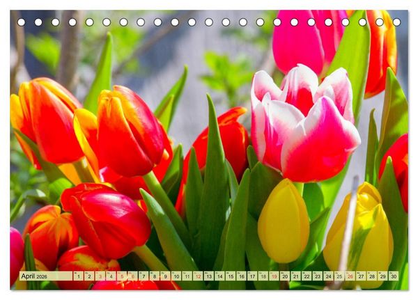 Produktbild: Tulpen. Zauberhafte Bl&uuml;tenpracht (Tischkalender 2026 DIN A5 quer), CALVENDO Monatskalender