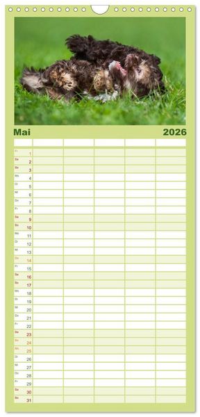 Produktbild: Familienplaner 2026 - Kobolde auf 4 Pfoten - Bolonka Zwetna mit 5 Spalten (Wandkalender, 21 x 45 cm) CALVENDO
