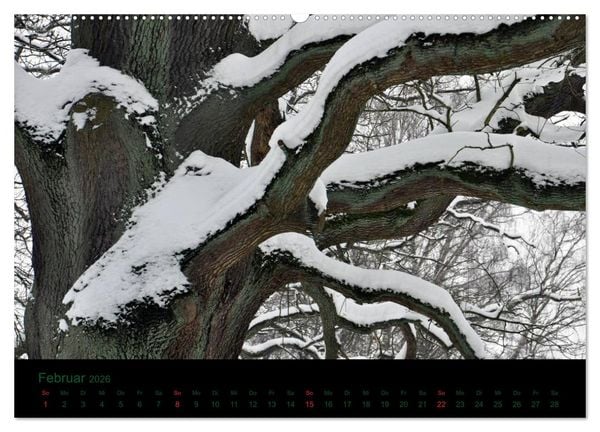 Produktbild: Baumgefl&uuml;ster (Wandkalender 2026 DIN A2 quer), CALVENDO Monatskalender