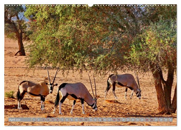 Produktbild: Namibia &ndash; Auf dem Weg ins Sossusvlei (hochwertiger Premium Wandkalender 2026 DIN A2 quer), Kunstdruck in Hochglanz