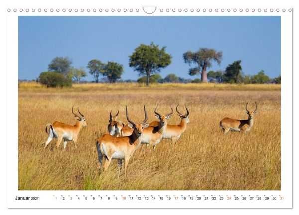 Produktbild: Afrika Wildlife-Fotografien (Wandkalender 2027 DIN A3 quer), CALVENDO Monatskalender