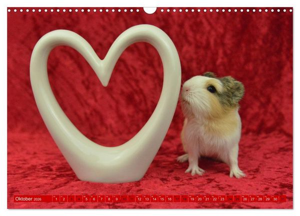 Produktbild: BABY Meerschweinchen Traumhaft s&uuml;&szlig; (Wandkalender 2026 DIN A3 quer), CALVENDO Monatskalender