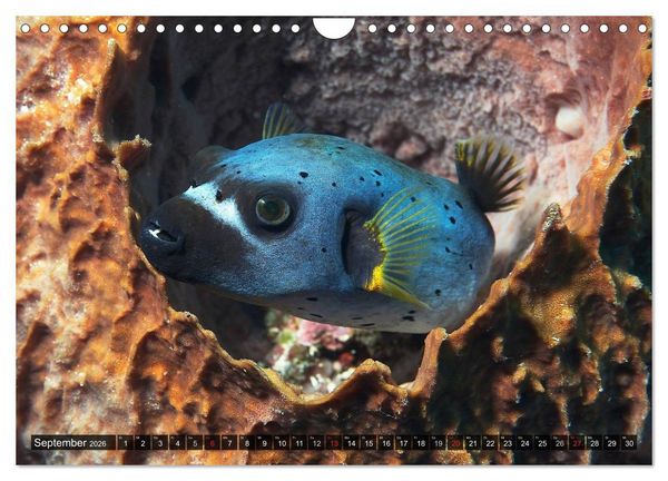 Produktbild: Tropische Unterwasserwelt (Wandkalender 2026 DIN A4 quer), CALVENDO Monatskalender