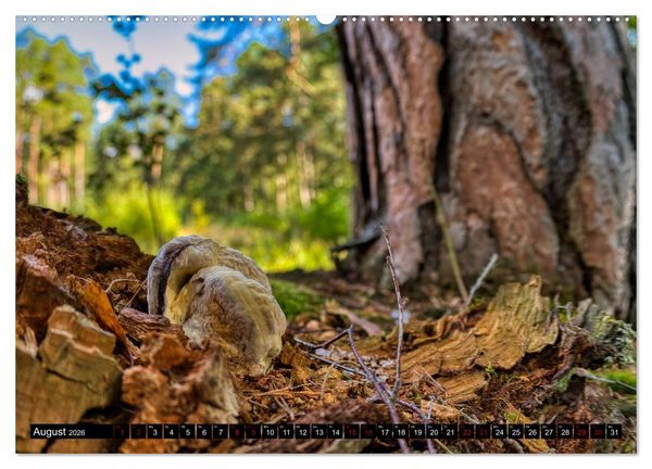 Produktbild: Im Th&uuml;ringer Wald (Wandkalender 2026 DIN A2 quer), CALVENDO Monatskalender