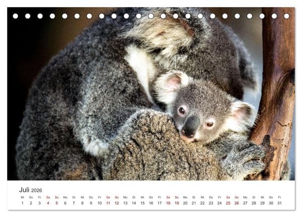 Produktbild: Knuffige Koalab&auml;ren (Tischkalender 2026 DIN A5 quer), CALVENDO Monatskalender