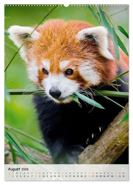 Produktbild: Roter Panda (Wandkalender 2026 DIN A2 hoch), CALVENDO Monatskalender