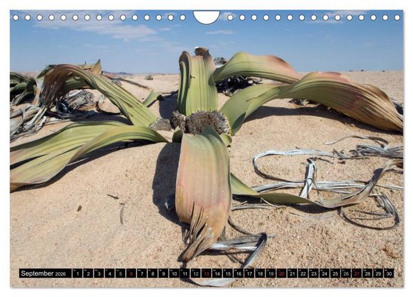Produktbild: Faszination Namibia (Wandkalender 2026 DIN A4 quer), CALVENDO Monatskalender