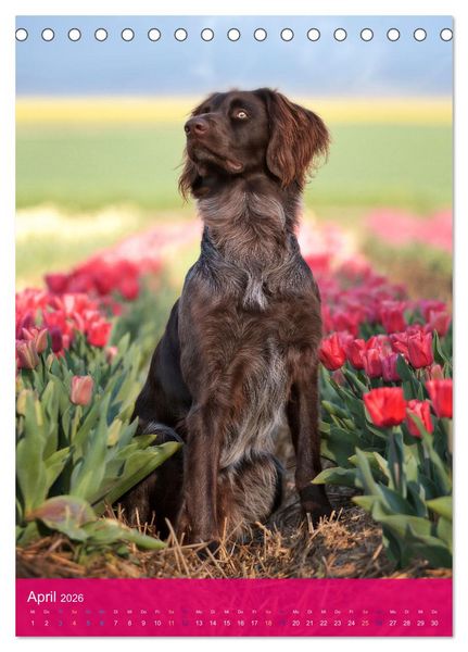 Produktbild: Deutsch Langhaar Butz - Jagdhund mit Passion und Herzblut (Tischkalender 2026 DIN A5 hoch), CALVENDO Monatskalender