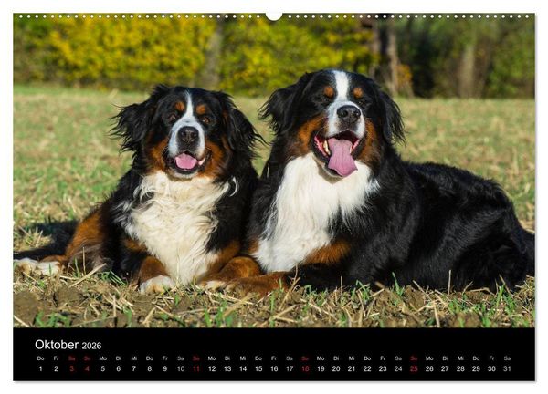Produktbild: Treuer Freund Berner Sennenhund (Wandkalender 2026 DIN A2 quer), CALVENDO Monatskalender