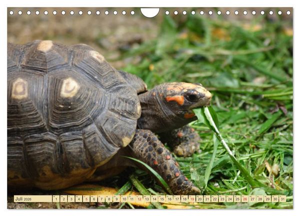 Produktbild: Schildkr&ouml;ten - Gepanzerte Urzeitwesen (Wandkalender 2026 DIN A4 quer), CALVENDO Monatskalender