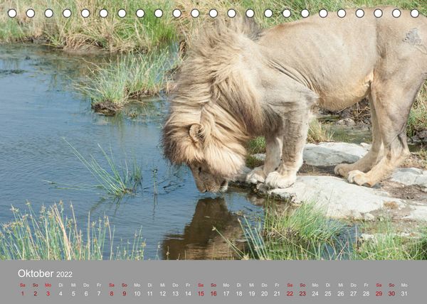 Produktbild: Die Magie der K&ouml;nige der Tiere (Tischkalender 2022 DIN A5 quer)