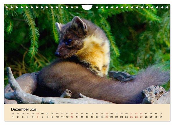Produktbild: Frettchen und Marder. Frech, witzig, niedlich (Wandkalender 2026 DIN A4 quer), CALVENDO Monatskalender