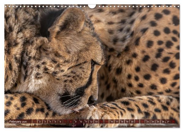 Produktbild: Amazing Cheetahs (Wall Calendar 2026 DIN A3 landscape), CALVENDO 12 Month Wall Calendar