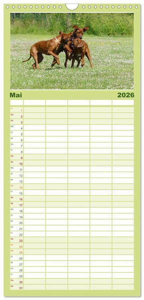 Produktbild: Familienplaner 2026 - Rhodesian Ridgeback - Jung, wild, zuckers&uuml;&szlig; mit 5 Spalten (Wandkalender, 21 x 45 cm) CALVENDO