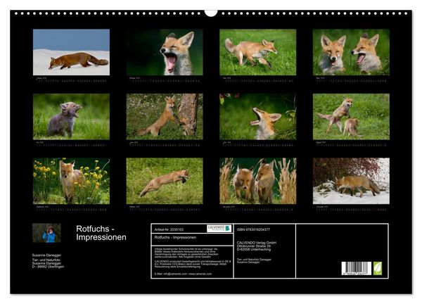 Produktbild: Rotfuchs - Impressionen (Wandkalender 2026 DIN A2 quer), CALVENDO Monatskalender