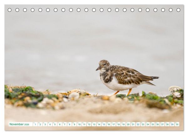 Produktbild: Schillig und Horumersiel - Im Wangerland unterwegs (Tischkalender 2026 DIN A5 quer), CALVENDO Monatskalender