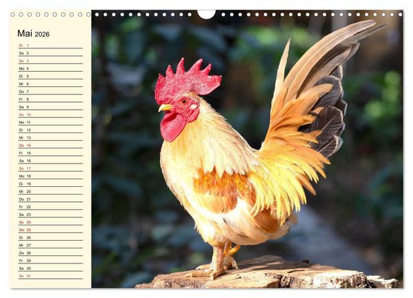 Produktbild: H&uuml;hner. Intelligent, sch&ouml;n und faszinierend (Wandkalender 2026 DIN A3 quer), CALVENDO Monatskalender