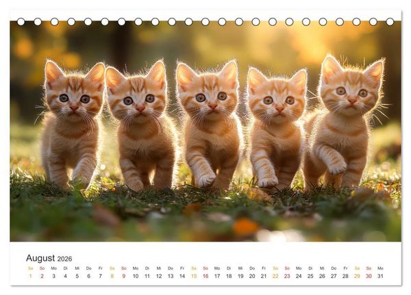 Produktbild: Katzen - Kalender f&uuml;r alle Miezenfans (Tischkalender 2026 DIN A5 quer), CALVENDO Monatskalender