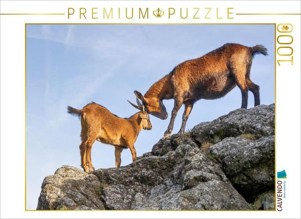 CALVENDO Puzzle Kräftemessen an exponierter Stelle | 1000 Teile Lege-Größe 64x48cm Foto-Puzzle für glückliche Stunden
