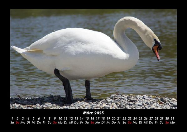Produktbild: Welt der V&ouml;gel 2025 Fotokalender DIN A3