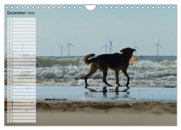 Produktbild: Egmond aan Zee (Wandkalender 2026 DIN A4 quer), CALVENDO Monatskalender